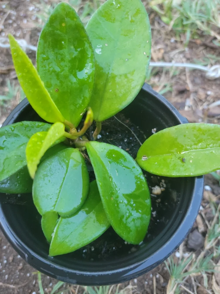 Hoya Chelsea Live Plant – Indoor Wax Plant in 4-inch Pot - Image 2