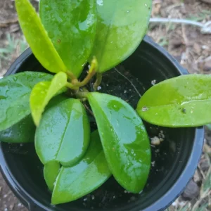 Hoya Chelsea Live Plant – Indoor Wax Plant in 4-inch Pot - Image 1