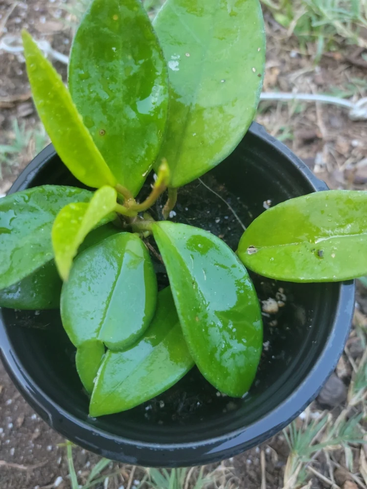 Hoya Chelsea Live Plant – Indoor Wax Plant in 4-inch Pot - Image 1