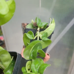 Hoya Hindu Rope Plant - Live Wax Plant, Hoya Carnosa Compacta, Indoor & Outdoor - Image 2