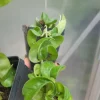 Hoya Hindu Rope Plant - Live Wax Plant, Hoya Carnosa Compacta, Indoor & Outdoor - Image 1