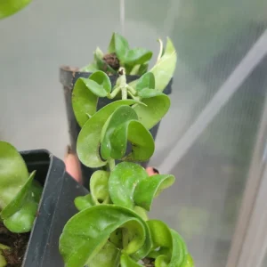 Hoya Hindu Rope Plant - Live Wax Plant, Hoya Carnosa Compacta, Indoor & Outdoor - Image 1