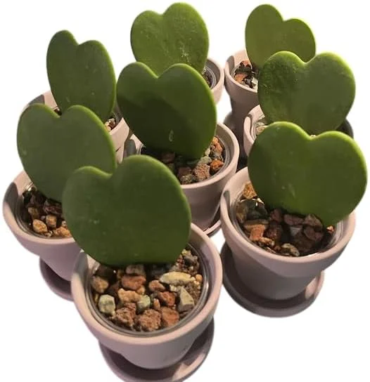 Hoya Kerrii Hearts Live Plant – Sweetheart Hoya Waxflower Vine 2" Pot Indoor - Image 2