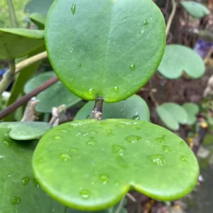 Hoya Kerrii Hearts Live Plant – Sweetheart Hoya Waxflower Vine 2