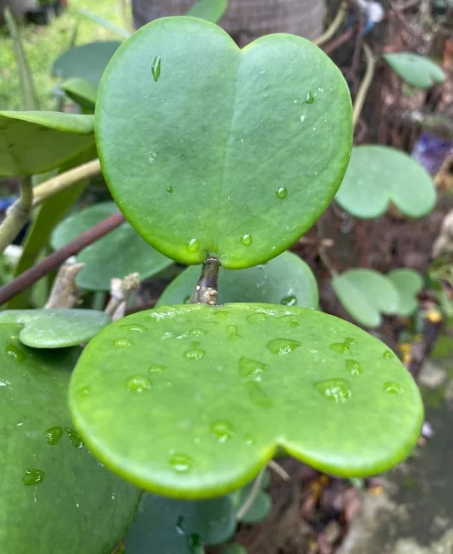 Hoya Kerrii Hearts Live Plant – Sweetheart Hoya Waxflower Vine 2" Pot Indoor - Image 3