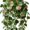 Hoya Kerrii Hearts Live Plant – Sweetheart Hoya Waxflower Vine 2" Pot Indoor - Image 1