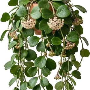 Hoya Kerrii Hearts Live Plant – Sweetheart Hoya Waxflower Vine 2