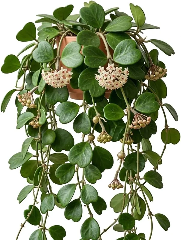 Hoya Kerrii Hearts Live Plant – Sweetheart Hoya Waxflower Vine 2" Pot Indoor - Image 1