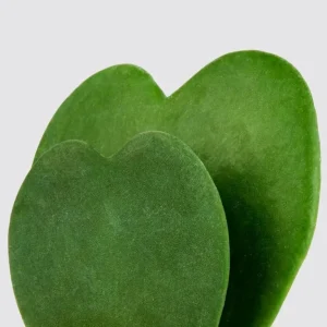 Hoya Kerrii Hearts Live Plant – Sweetheart Hoya Waxflower Vine 2