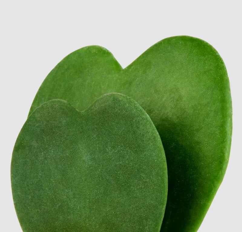 Hoya Kerrii Hearts Live Plant – Sweetheart Hoya Waxflower Vine 2" Pot Indoor - Image 4