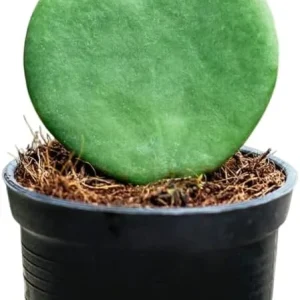 Hoya Kerrii Hearts Live Plant – Sweetheart Hoya Waxflower Vine 2