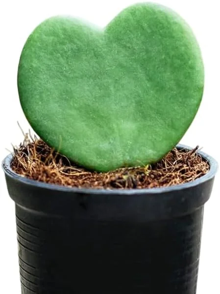 Hoya Kerrii Hearts Live Plant – Sweetheart Hoya Waxflower Vine 2" Pot Indoor - Image 5