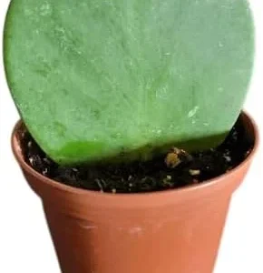 Hoya Kerrii Hearts Live Plant – Sweetheart Hoya Waxflower Vine 2