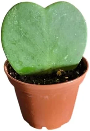 Hoya Kerrii Hearts Live Plant – Sweetheart Hoya Waxflower Vine 2" Pot Indoor - Image 6