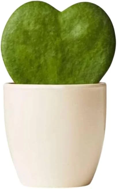 Hoya Kerrii Hearts Live Plant – Sweetheart Hoya Waxflower Vine 2" Pot Indoor - Image 7