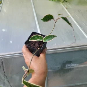 Hoya Krimson Queen Live Plant - Variegated Houseplant - 3.5 Inch Pot - Image 2