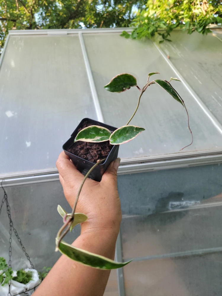 Hoya Krimson Queen Live Plant - Variegated Houseplant - 3.5 Inch Pot - Image 2