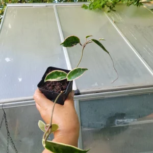 Hoya Krimson Queen Live Plant - Variegated Houseplant - 3.5 Inch Pot - Image 3
