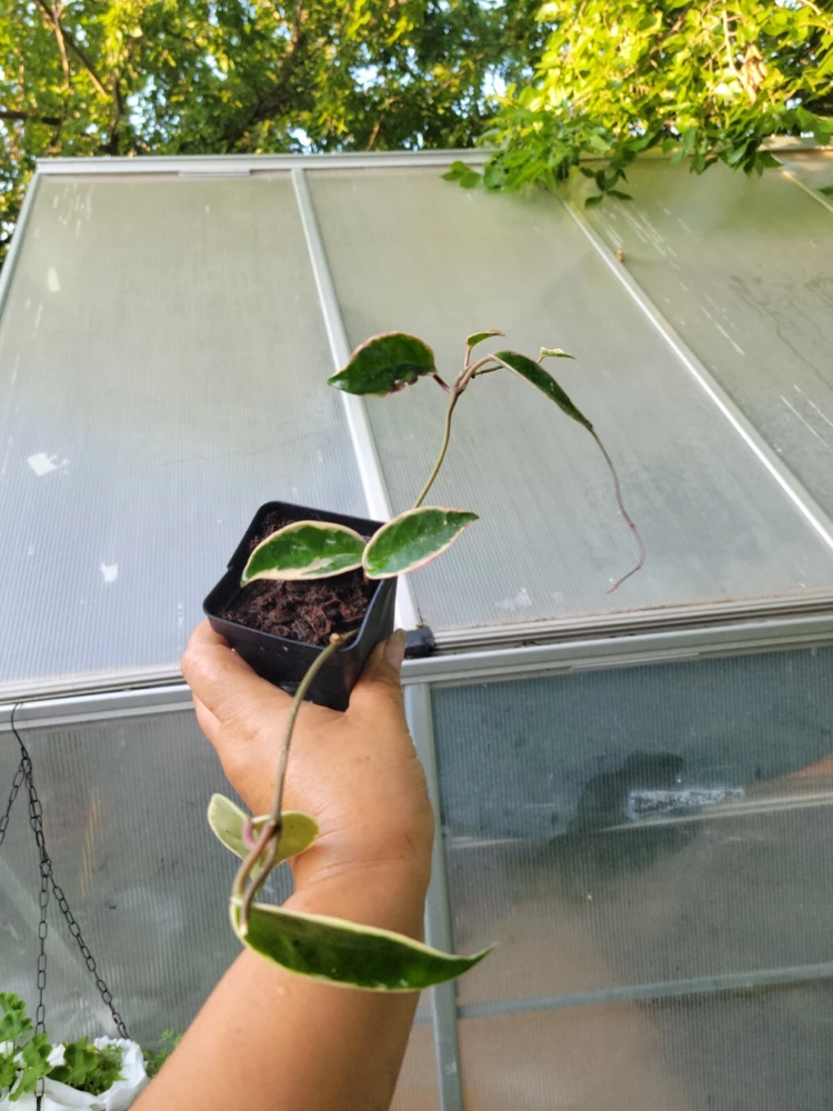 Hoya Krimson Queen Live Plant - Variegated Houseplant - 3.5 Inch Pot - Image 3