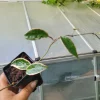 Hoya Krimson Queen Live Plant - Variegated Houseplant - 3.5 Inch Pot - Image 1