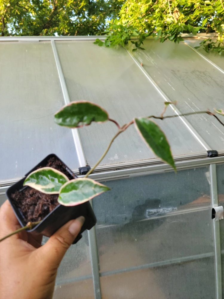 Hoya Krimson Queen Live Plant - Variegated Houseplant - 3.5 Inch Pot - Image 1