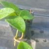Hoya Live Plant - 3 Inch Pot - Easy Care Houseplant - Image 1