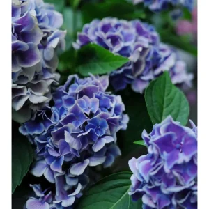Hydrangea macrophylla Candy Heart Live Plant - Rare Pink & Blue Blooms - Image 2