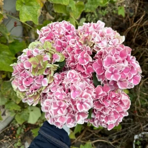Hydrangea macrophylla Candy Heart Live Plant - Rare Pink & Blue Blooms - Image 3