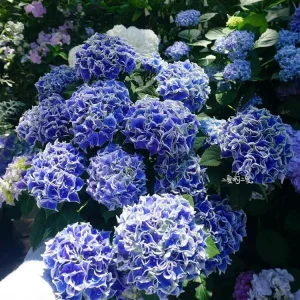 Hydrangea macrophylla Candy Heart Live Plant - Rare Pink & Blue Blooms - Image 4