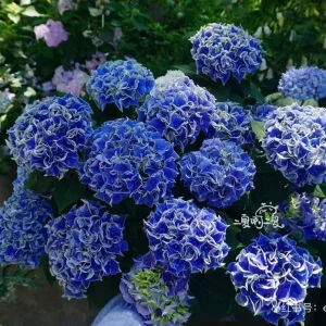 Hydrangea macrophylla Candy Heart Live Plant - Rare Pink & Blue Blooms - Image 5