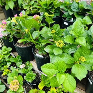 Hydrangea macrophylla Candy Heart Live Plant - Rare Pink & Blue Blooms - Image 6
