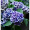 Hydrangea macrophylla Candy Heart Live Plant - Rare Pink & Blue Blooms - Image 1