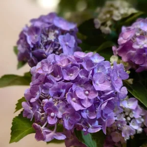 Hydrangea macrophylla 'Forever & Ever' Live Plant – Reblooming Hydrangea - Image 2