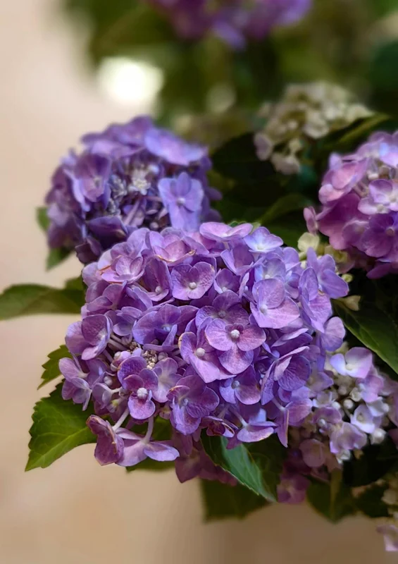 Hydrangea macrophylla 'Forever & Ever' Live Plant – Reblooming Hydrangea - Image 2