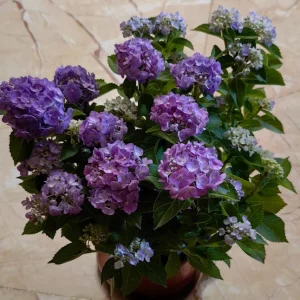 Hydrangea macrophylla 'Forever & Ever' Live Plant – Reblooming Hydrangea - Image 3