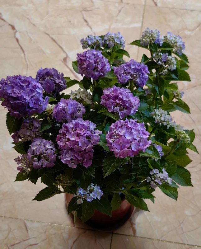 Hydrangea macrophylla 'Forever & Ever' Live Plant – Reblooming Hydrangea - Image 3