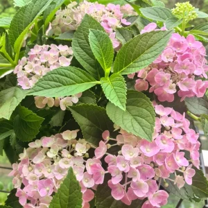 Hydrangea macrophylla 'Forever & Ever' Live Plant – Reblooming Hydrangea - Image 4