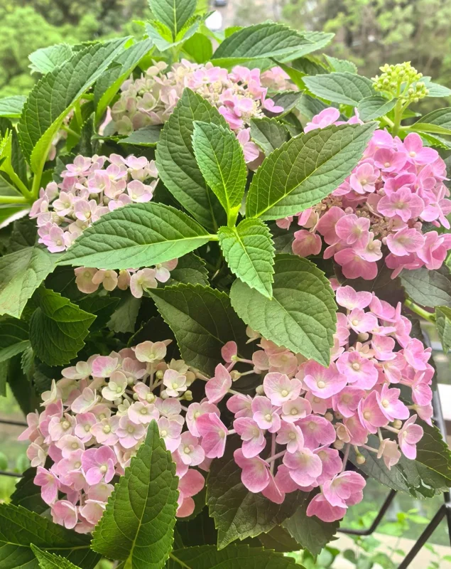 Hydrangea macrophylla 'Forever & Ever' Live Plant – Reblooming Hydrangea - Image 4