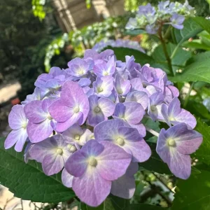 Hydrangea macrophylla 'Forever & Ever' Live Plant – Reblooming Hydrangea - Image 5