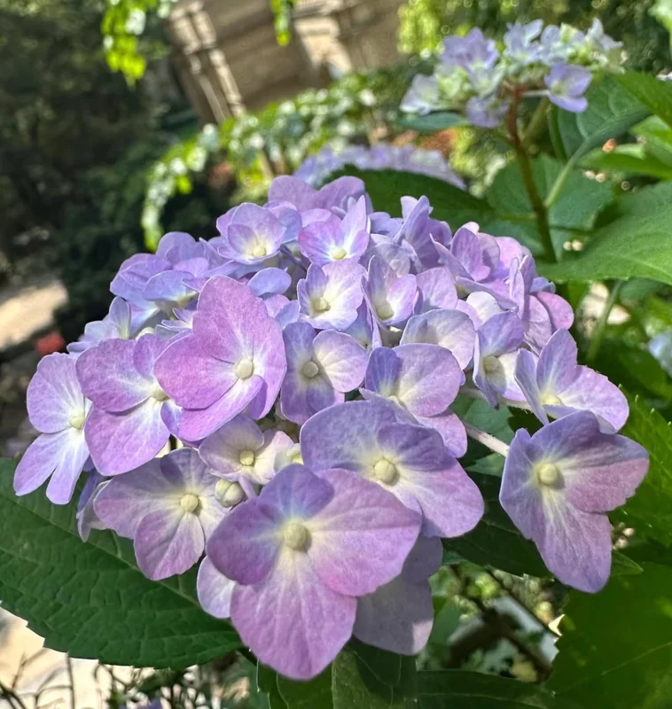 Hydrangea macrophylla 'Forever & Ever' Live Plant – Reblooming Hydrangea - Image 5