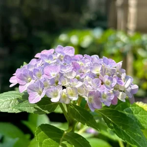 Hydrangea macrophylla 'Forever & Ever' Live Plant – Reblooming Hydrangea - Image 6