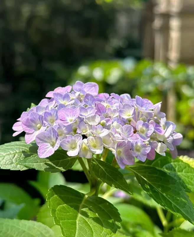 Hydrangea macrophylla 'Forever & Ever' Live Plant – Reblooming Hydrangea - Image 6