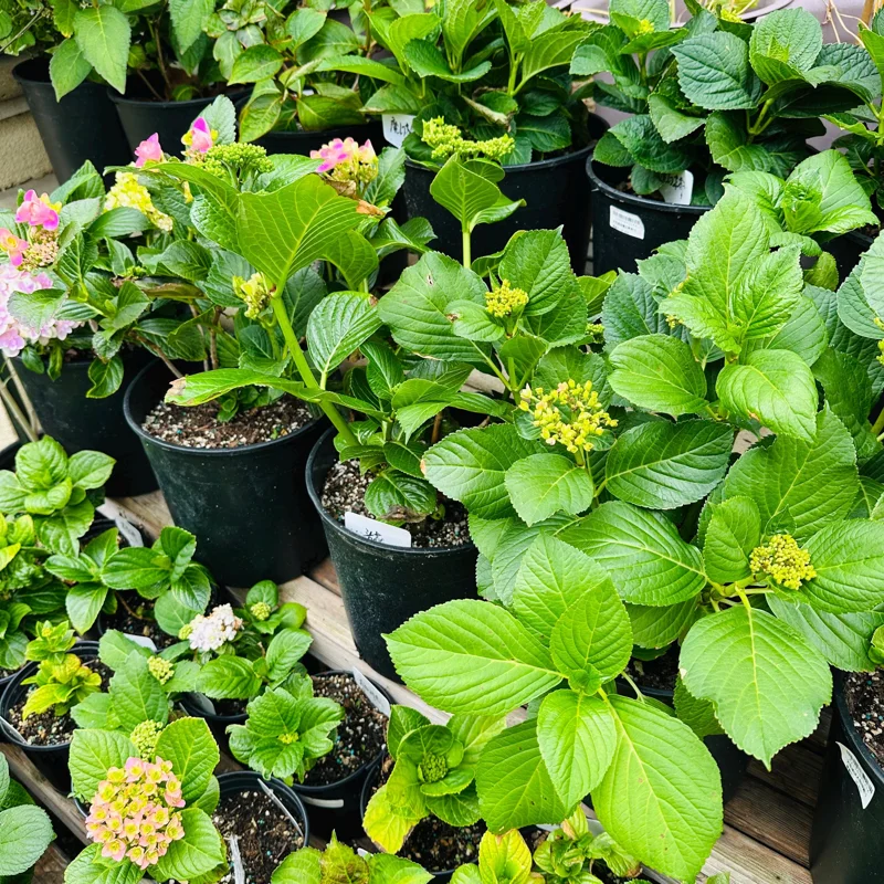 Hydrangea macrophylla 'Forever & Ever' Live Plant – Reblooming Hydrangea - Image 7