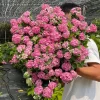 Hydrangea macrophylla 'Forever & Ever' Live Plant – Reblooming Hydrangea - Image 1