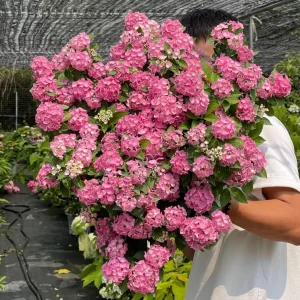 Hydrangea macrophylla 'Forever & Ever' Live Plant – Reblooming Hydrangea - Image 1