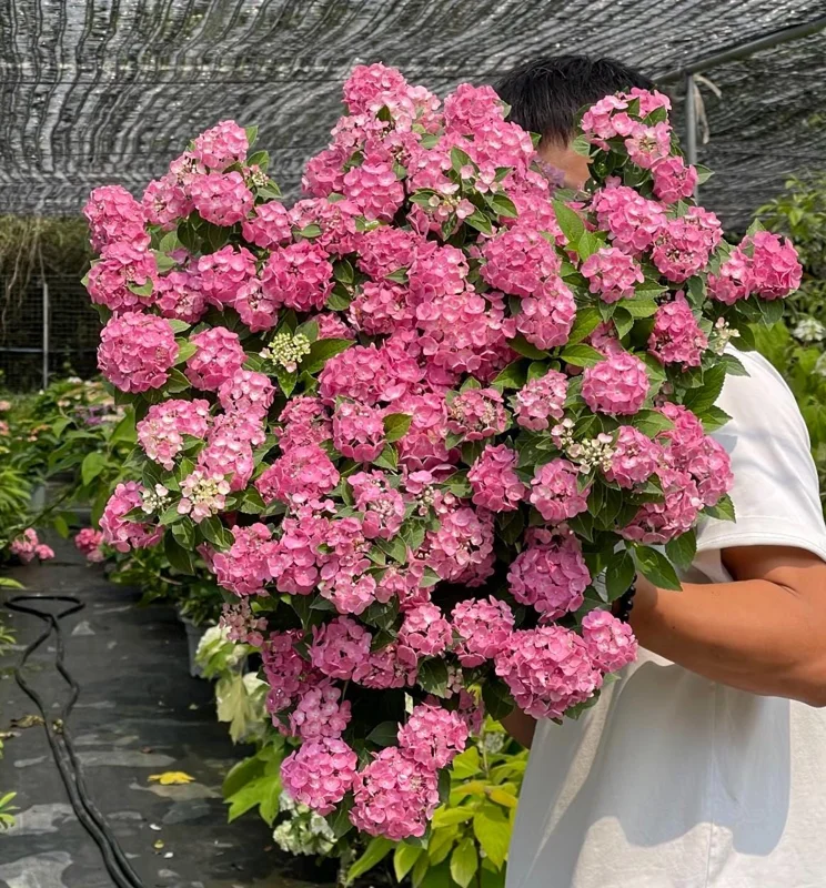 Hydrangea macrophylla 'Forever & Ever' Live Plant – Reblooming Hydrangea - Image 1