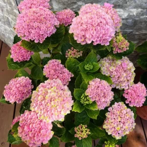 Hydrangea macrophylla Magical Revolution Live Plant - Rare Pink/Blue Bloom Shrub - Image 2