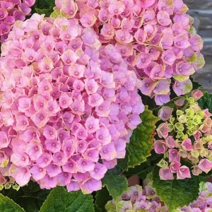 Hydrangea macrophylla Magical Revolution Live Plant - Rare Pink/Blue Bloom Shrub - Image 3