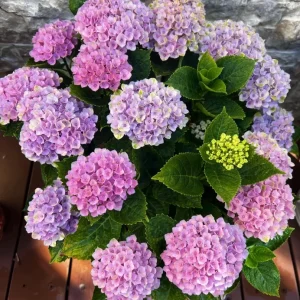 Hydrangea macrophylla Magical Revolution Live Plant - Rare Pink/Blue Bloom Shrub - Image 4