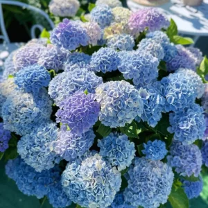 Hydrangea macrophylla Magical Revolution Live Plant - Rare Pink/Blue Bloom Shrub - Image 5